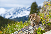 BOB 01 KH0007 01
Bobcat Kitten Laying On Rock