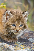 BOB 01 KH0008 01
Bobcat Kitten Laying On Rock