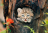 BOB 01 KH0009 01
Head Shot Of Bobcat Kitten Peeking Out Of Hole In Tree