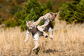 BOB 01 MC0001 01
Two Bobcat Kittens Playing In Field Montana