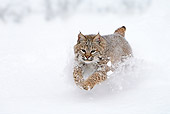 BOB 01 WF0001 01
Bobcat Running Through Snow