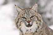 BOB 01 WF0002 01
Head Shot Of Bobcat In Snow