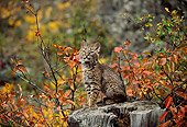 BOB 01 DB0001 01
Bobcat Kitten Sitting On Tree Stump In Autumn