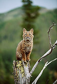 BOB 01 DB0002 01
Bobcat Kitten Sitting On Tree Stump