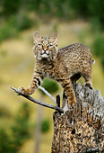 BOB 01 DB0003 01
Bobcat Kitten Standing On Tree Stump