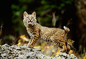 BOB 01 DB0004 01
Profile Of Bobcat Kitten Standing On Rock