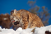 BOB 01 RK0002 07
Bobcat Sitting In Snow Cleaning Its Paw Montana