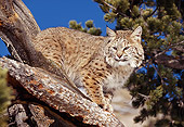 BOB 01 RK0010 23
Bobcat Sitting On Branch High In Tree Blue Sky