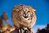BOB 01 RK0012 02
Bobcat Sitting On Top Of Branch Growling