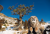 BOB 01 RK0013 22
Bobcat Laying On Tree Hump
