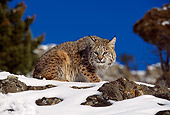 BOB 01 RK0016 02
Bobcat Sitting On Snow By Rocks