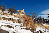 BOB 01 RK0018 01
Bobcat Sitting On Snow Covered Rocks On Hill