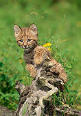 BOB 01 RW0001 01
Bobcat Kitten Climbing On Log In Meadow