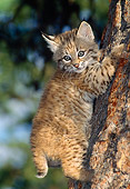BOB 01 TK0001 01
Profile Of Bobcat Kitten Climbing Tree