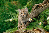 BOB 01 TK0002 01
Bobcat Kitten Approaching Camera On Log