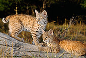 BOB 01 TK0003 01
Two Bobcat Kittens Watching From Log