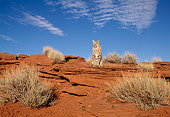 BOB 01 TK0004 01
Bobcat Sitting In Desert Blue Sky