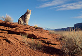 BOB 01 TK0005 01
Bobcat Sitting In Desert Blue Sky