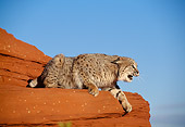 BOB 01 TK0006 01
Profile Of Bobcat Snarling In Desert Blue Sky