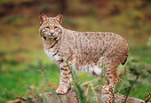 BOB 01 TL0001 01
Portrait Of Bobcat