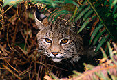 BOB 01 TL0002 01
Portrait Head Shot Of Bobcat