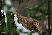 BOB 01 TL0003 01
Bobcat In Snow