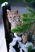 BOB 01 TL0004 01
Portrait Of Bobcat In Snow