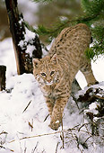 BOB 01 TL0005 01
Portrait Of Bobcat In Snow