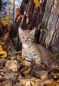 BOB 01 TL0006 01
Portrait Of Bobcat Kitten