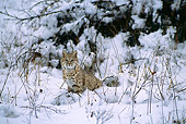 BOB 01 TL0007 01
Portrait Of Bobcat In Snow