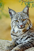 BOB 01 TL0008 01
Shoulder Shot Of Bobcat Laying On Rock
