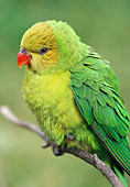 BRD 01 BA0002 01
Perfect (Yellow-Headed) Lorikeet Perched On Branch Profile