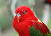 BRD 01 BA0003 01
Close-Up Of Yellow-Backed Chattering Lory Perched On Branch
