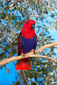 BRD 01 GL0001 01
Eclectus Parrot Female Perched On Branch