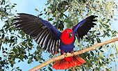 BRD 01 GL0003 01
Eclectus Parrot Female Perched On Branch With Wings Open