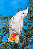 BRD 01 GL0006 01
Philippine Cockatoo (Red-Vented Cockatoo) Perched On Branch