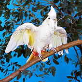 BRD 01 GL0007 01
Philippine Cockatoo (Red-Vented Cockatoo) Perched On Branch With Wings Open