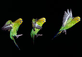 BRD 01 GL0008 01
Three Shots Of Yellow And Green Budgie Flying In Dark