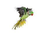 BRD 01 GL0009 01
Alexandrine Parakeet Male Flying Against White Seamless