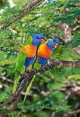 BRD 01 GL0010 01
Two Rainbow Lorikeets Perched On Tree Branch Australia
