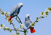 BRD 01 GL0011 01
Two African Grey Parrots Perched On Blossoming Tree