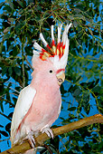 BRD 01 GL0012 01
Salmon-Crested Cockatoo Perched On Tree Branch