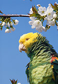 BRD 01 GL0013 01
Portrait Of Yellow-Crowned Amazon Perched By White Blossoms
