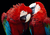 BRD 01 GR0006 01
Close-Up Of Two Green-Winged Macaws Nuzzling