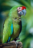 BRD 01 GR0007 01
Portrait Of Military Macaw Perched On Branch