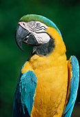 BRD 01 GR0008 01
Portrait Of Blue-And-Yellow Macaw Florida