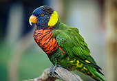 BRD 01 GR0009 01
Rainbow Lorikeet Perched On Tree Branch