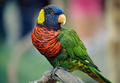 BRD 01 GR0010 01
Rainbow Lorikeet Perched On Tree Branch
