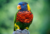 BRD 01 GR0011 01
Rainbow Lorikeet Perched On Tree Branch