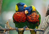 BRD 01 GR0012 01
Two Rainbow Lorikeets Nuzzling On Twig